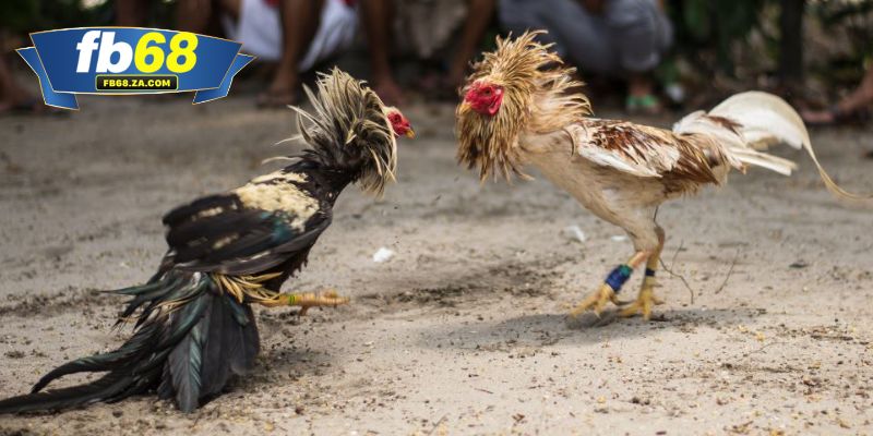 Đá gà FB68 là thiên đường cá cược được yêu thích