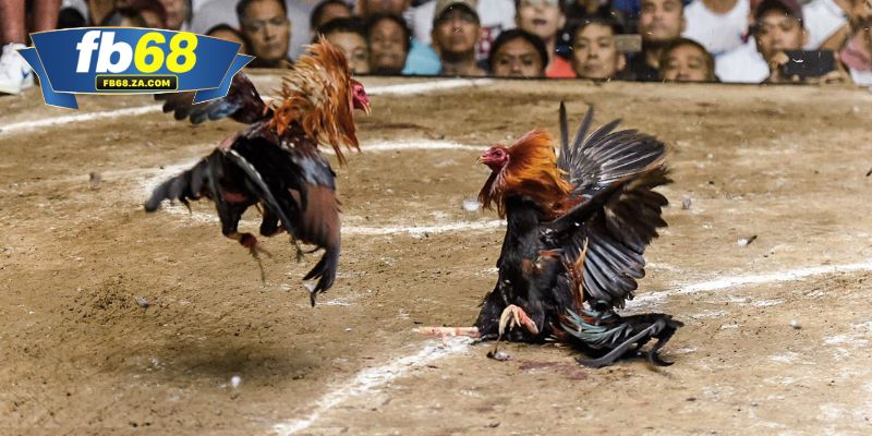 Hình thức chọi gà nòi truyền thống siêu ăn khách