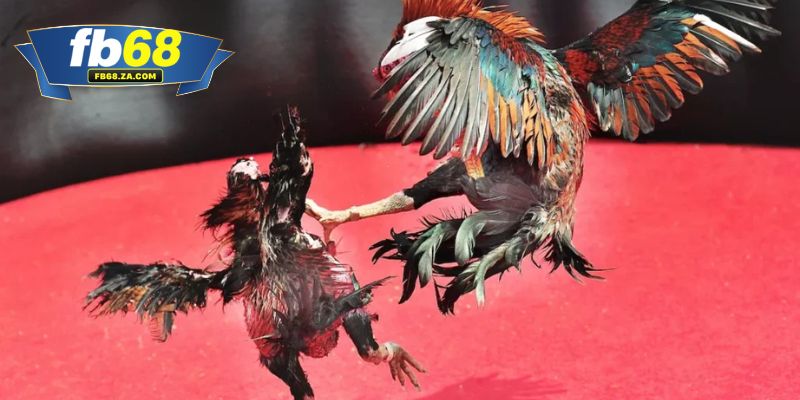 Khám phá những trường đấu hiện đại bậc nhất thị trường